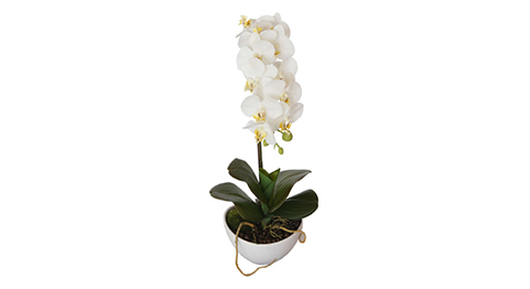 Орхидея белая в горшке 